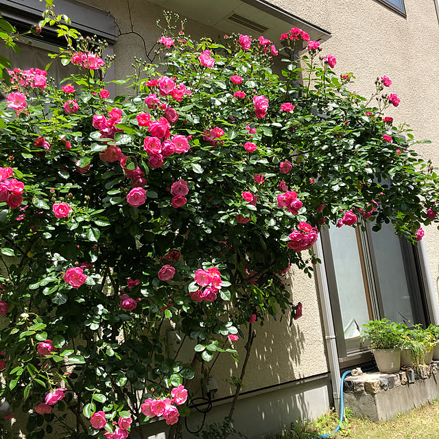 roserose555さんの実例写真