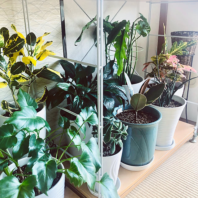 hanachanさんの部屋