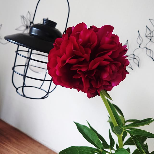 HARUNEKOさんの実例写真