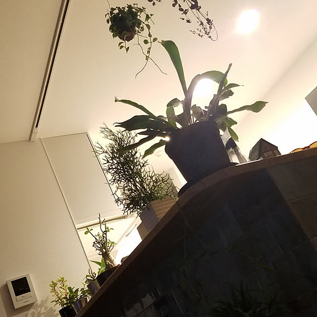 キッチンのインテリア実例 - 2019-06-13 01:00:34
