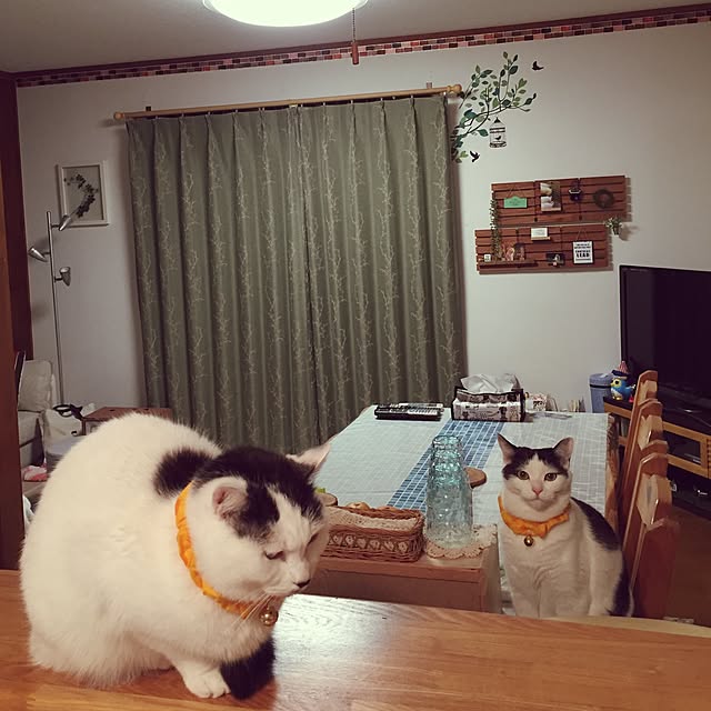 miiko3さんの実例写真