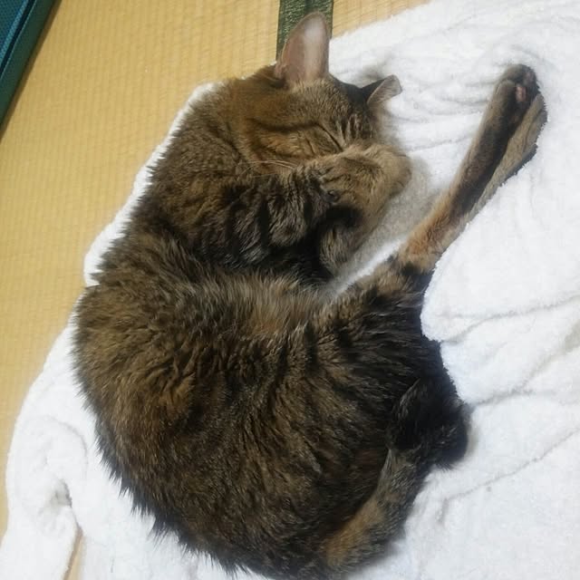 kittenblueさんの実例写真