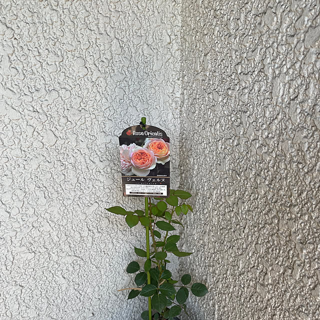 mamizaさんの部屋