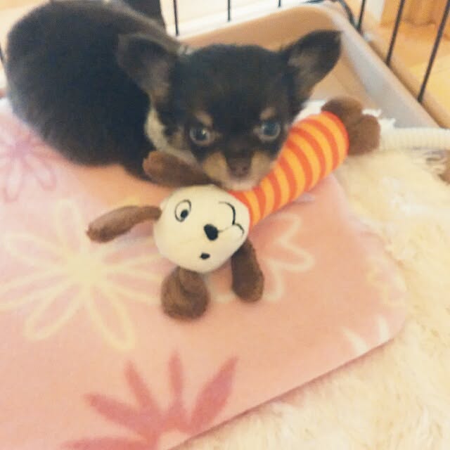 junkaさんの実例写真