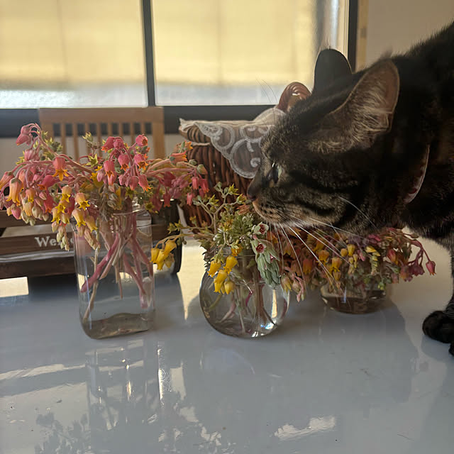 momocchiさんの実例写真