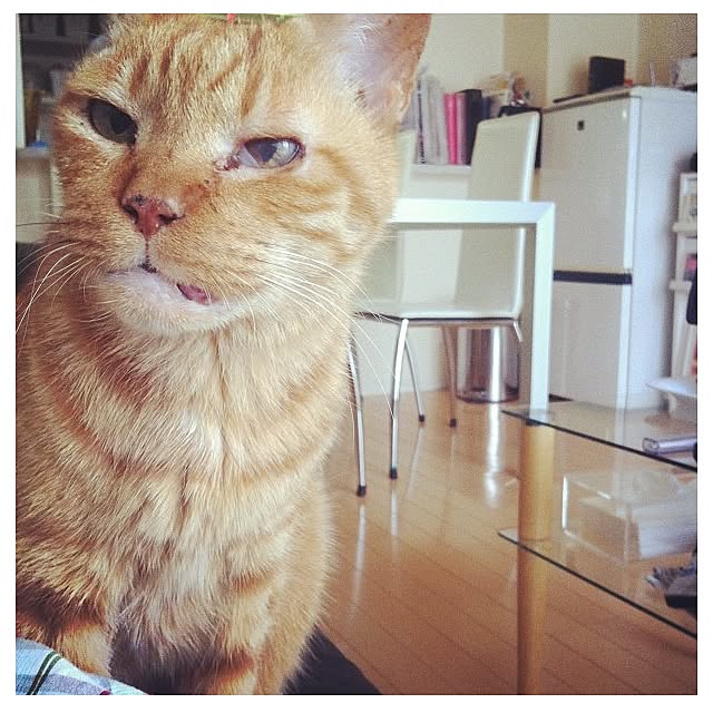 cyokotaroさんの実例写真