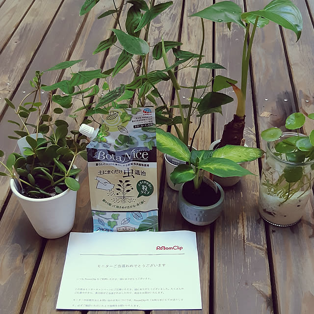 ベッド周り/観葉植物/ガーデニング/多肉植物/植物のある暮らし...などのインテリア実例 - 2020-08-29 16:56:26