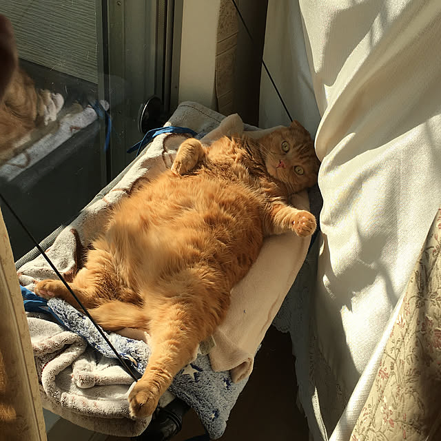 pinaminさんの実例写真