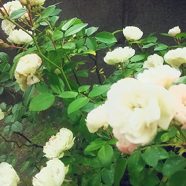 CoCo0617さんの実例写真