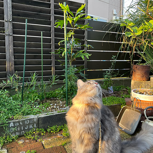 mayumiさんの実例写真