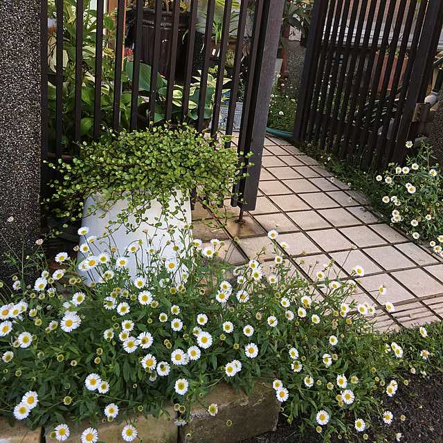 frostyさんの実例写真