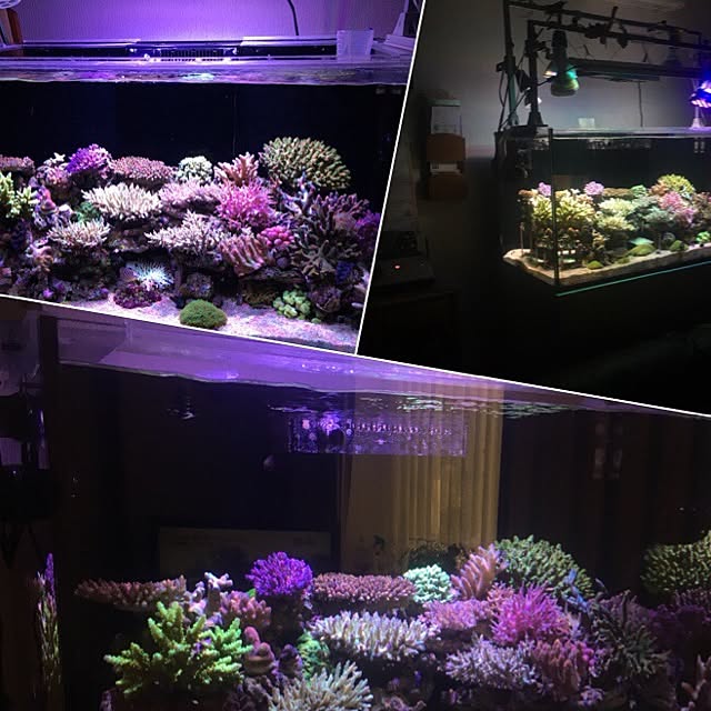 aquarium_seaさんの実例写真