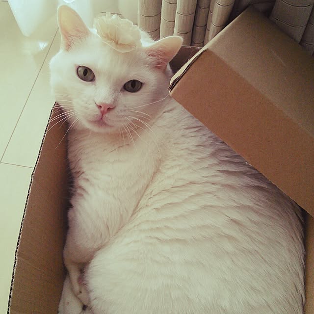 shiroromemeiさんの実例写真