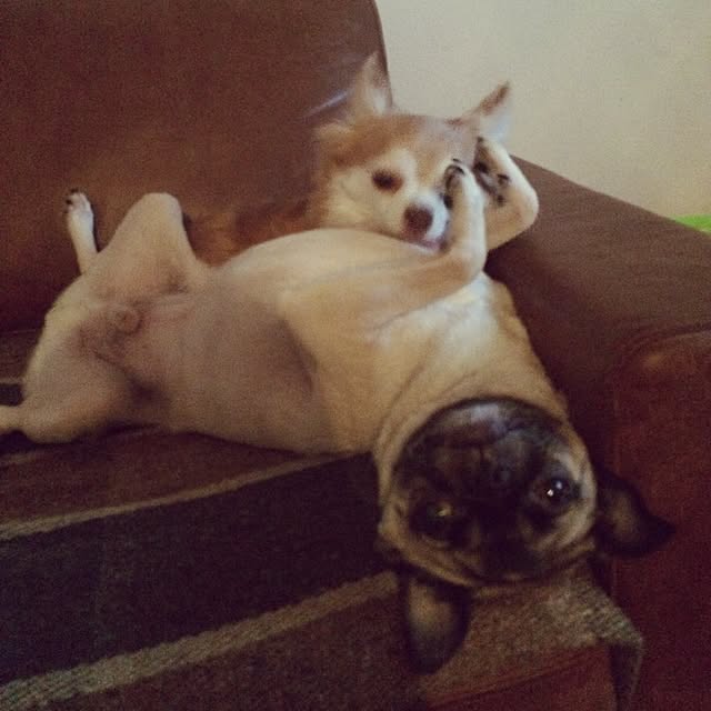 piroさんの実例写真