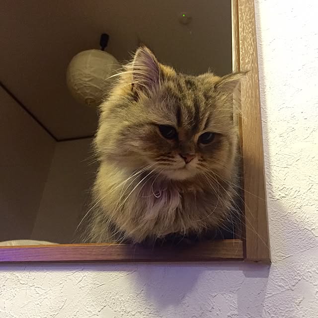 butachanさんの実例写真