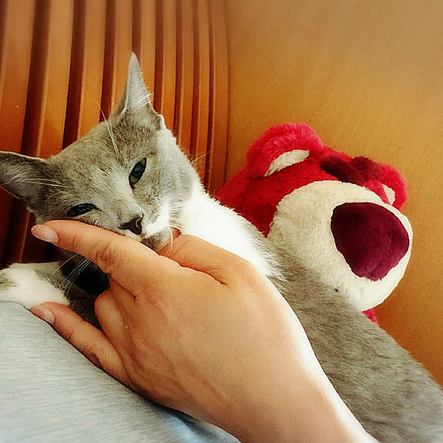 chondyさんの実例写真
