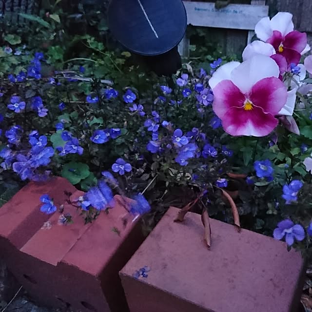 nijintieloveさんの実例写真