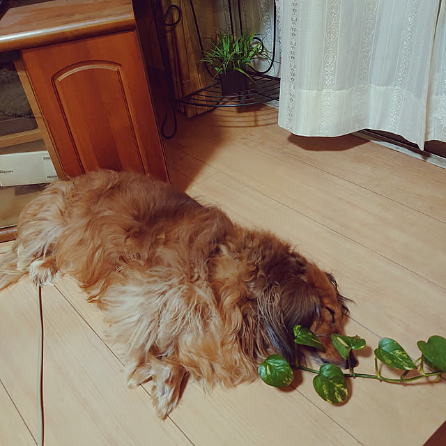 rikachakoさんの実例写真
