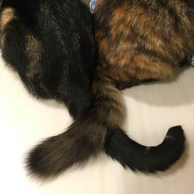 mikomaruさんの実例写真