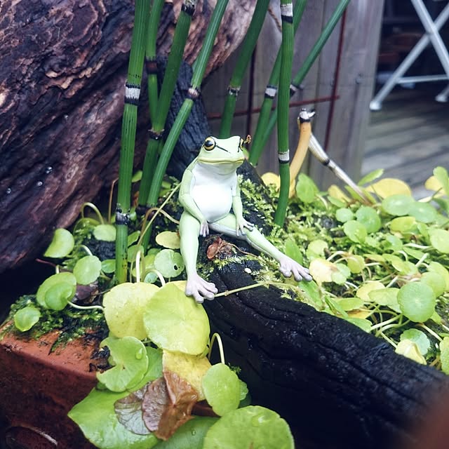 yuu__suzumeさんの実例写真