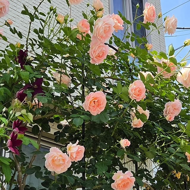 m.h.mammyさんの実例写真
