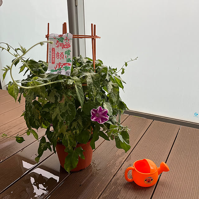 Noricoさんの実例写真