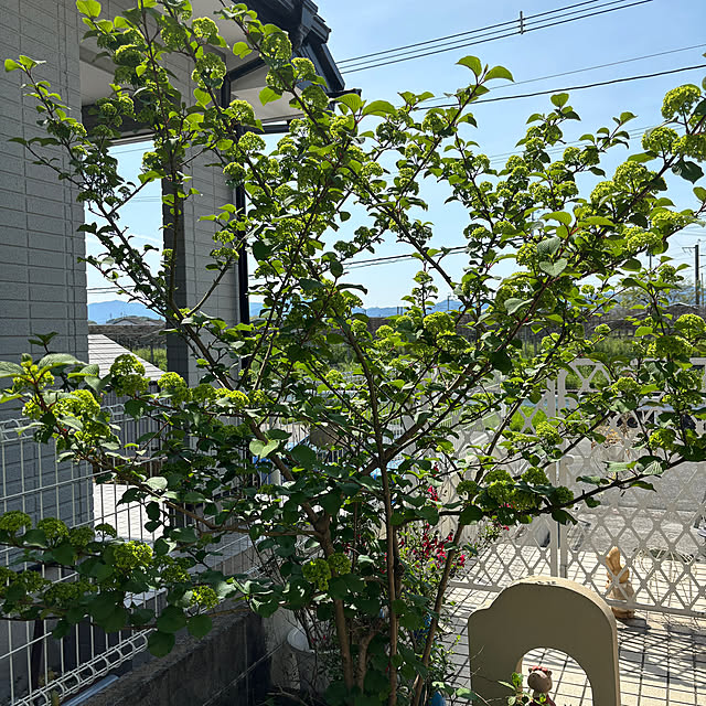 chIoeさんの部屋