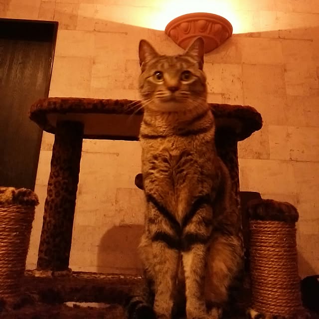 nenekoさんの実例写真