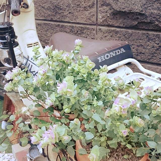 manya1207さんの実例写真