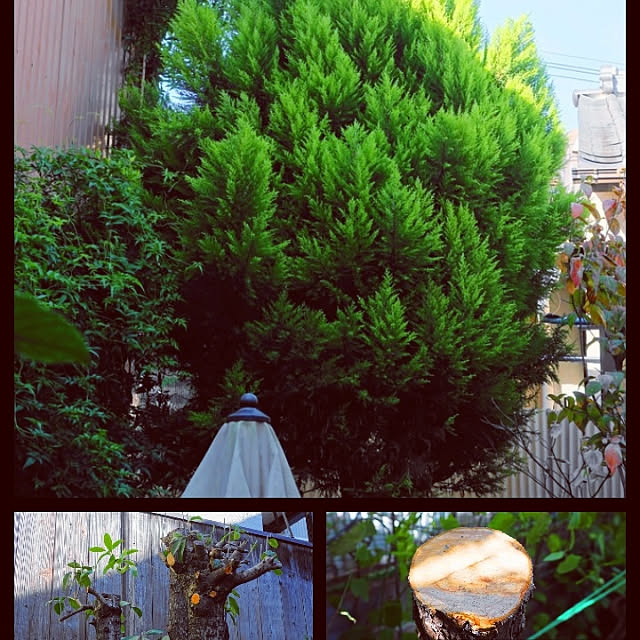 aromameさんの実例写真