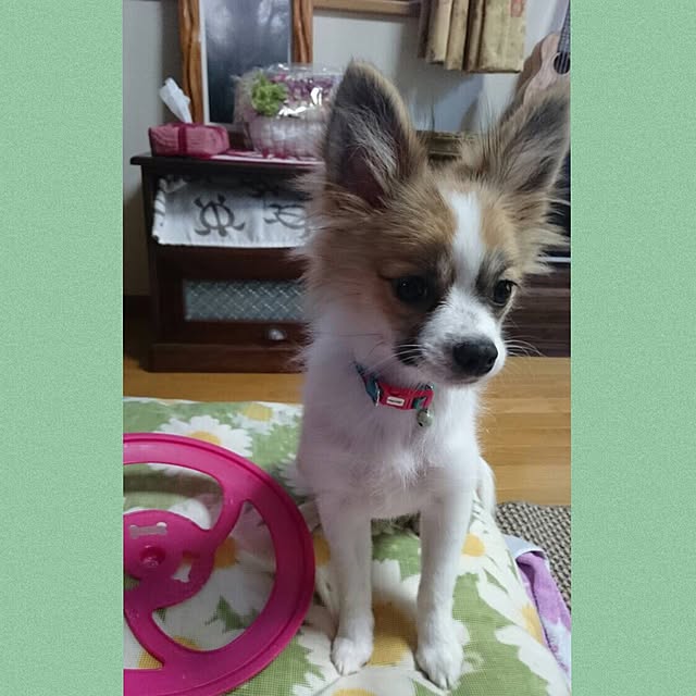 sakulaさんの実例写真