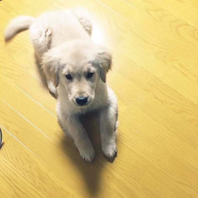 kimkimさんの実例写真