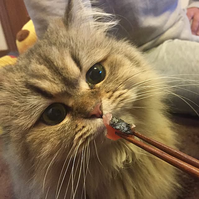 butachanさんの実例写真