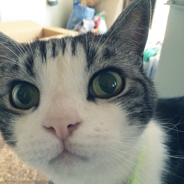 実例写真