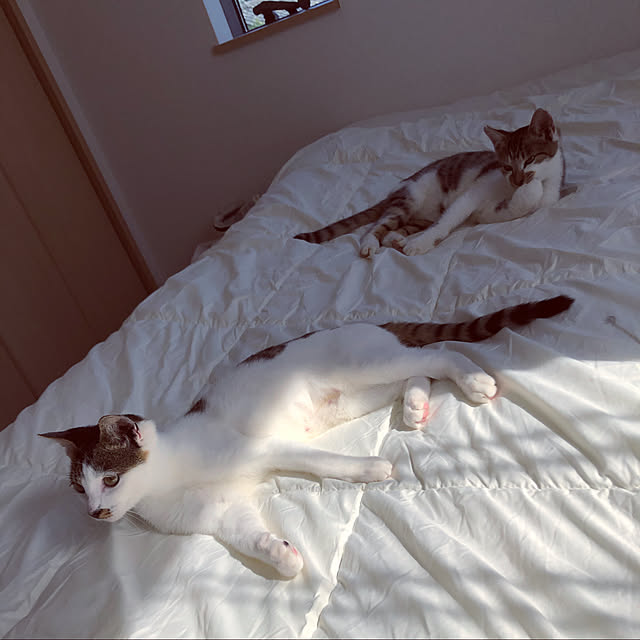 NASSOさんの実例写真