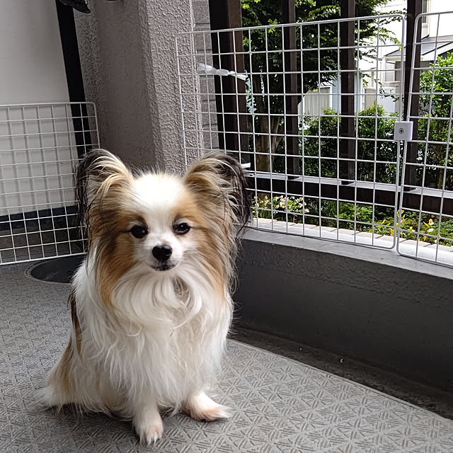 実例写真