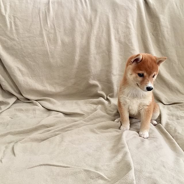 suzyさんの実例写真