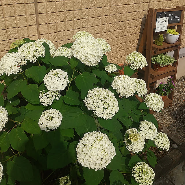 naoさんの実例写真