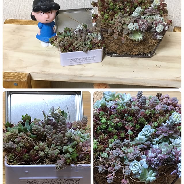棚/スヌーピークリップ缶/多肉植物/100均のインテリア実例 - 2017-05-07 01:00:29
