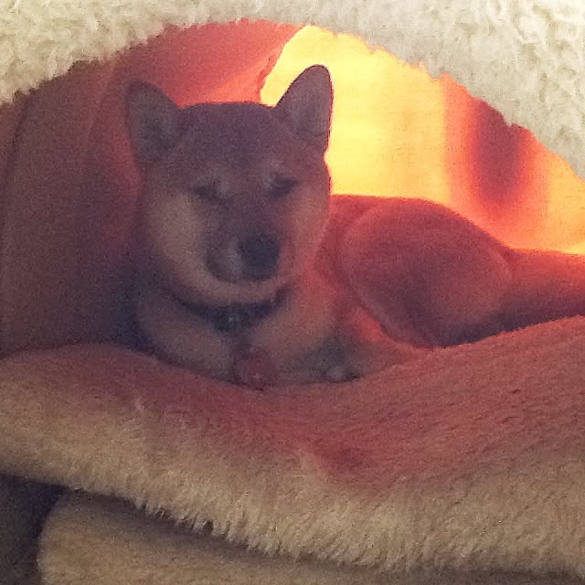 kotaさんの実例写真
