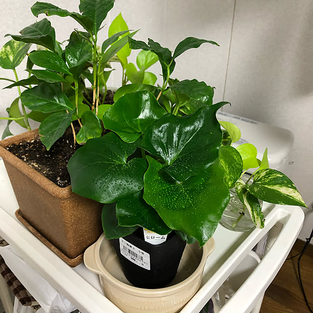 chobihigeさんの実例写真