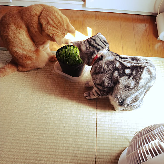 fruityanさんの実例写真