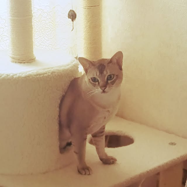miwaさんの実例写真