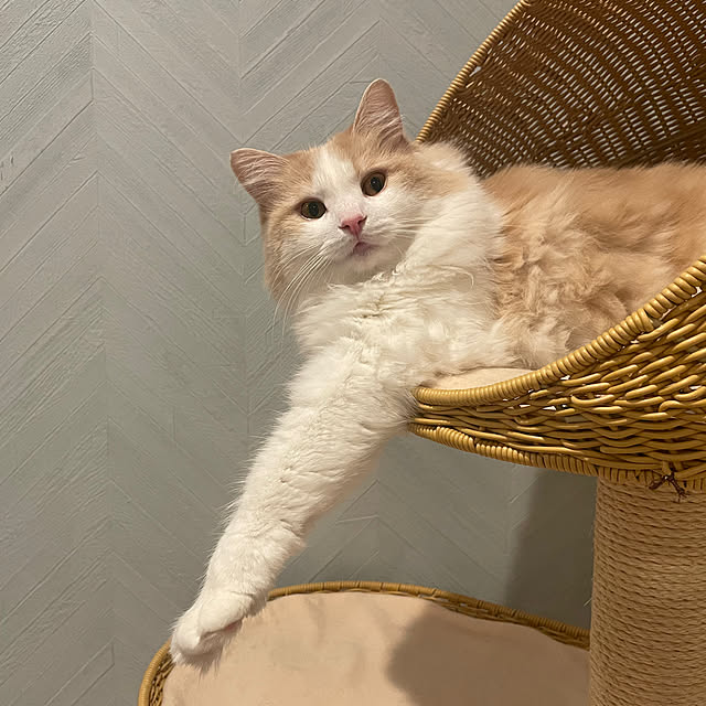 lovecofさんの部屋