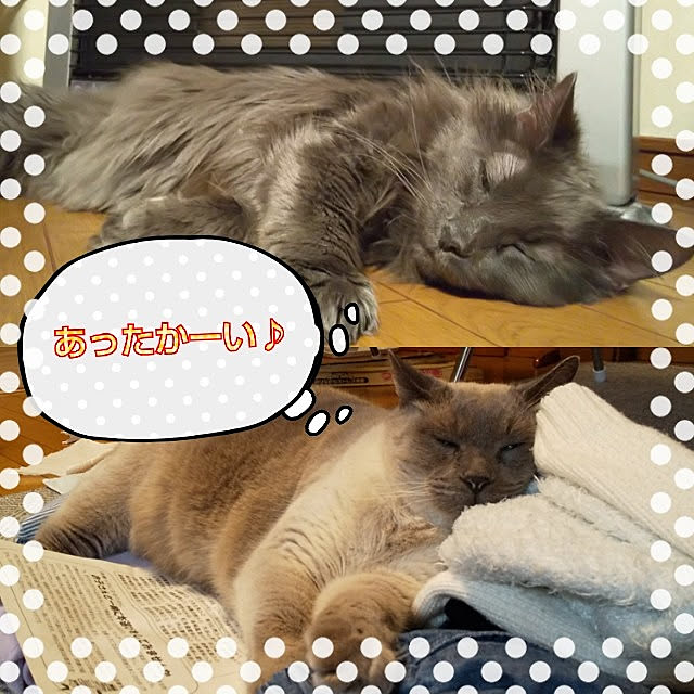 nekotasさんの実例写真