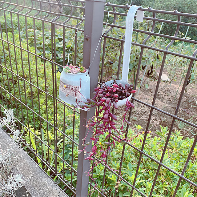 maymamさんの実例写真