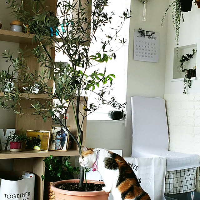 megu.catさんの実例写真