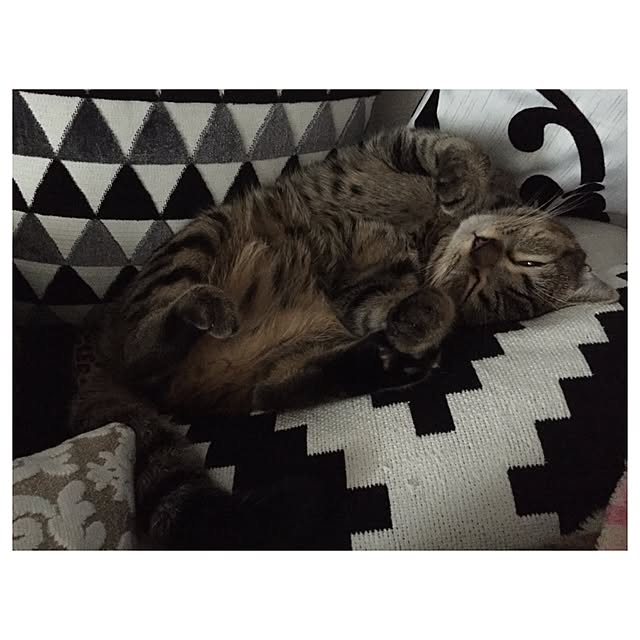 catwomanさんの実例写真