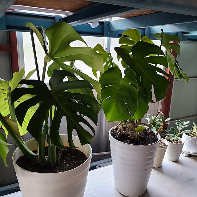 Rubiconさんの部屋