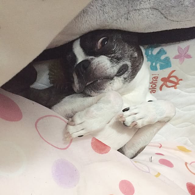 pontaさんの実例写真